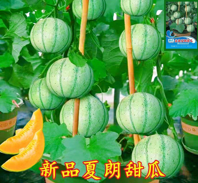 新品甜瓜种子法国夏朗德甜瓜种子进口高产水果种子阳台盆栽