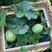 新品甜瓜种子法国夏朗德甜瓜种子进口高产水果种子阳台盆栽