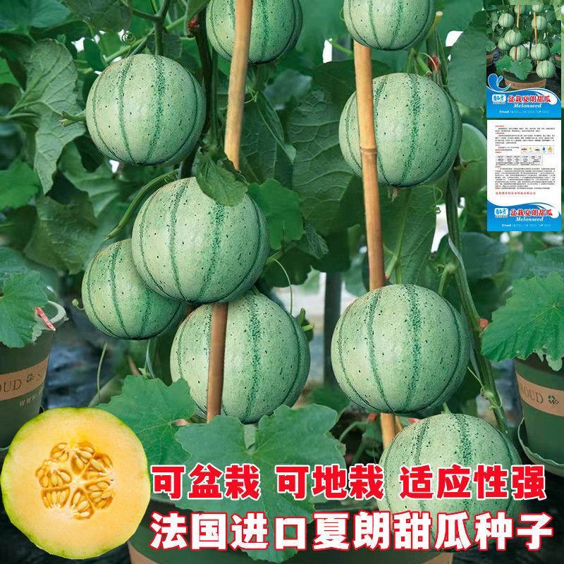 新品甜瓜种子法国夏朗德甜瓜种子进口高产水果种子阳台盆栽