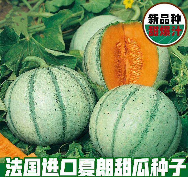 新品甜瓜种子法国夏朗德甜瓜种子进口高产水果种子阳台盆栽