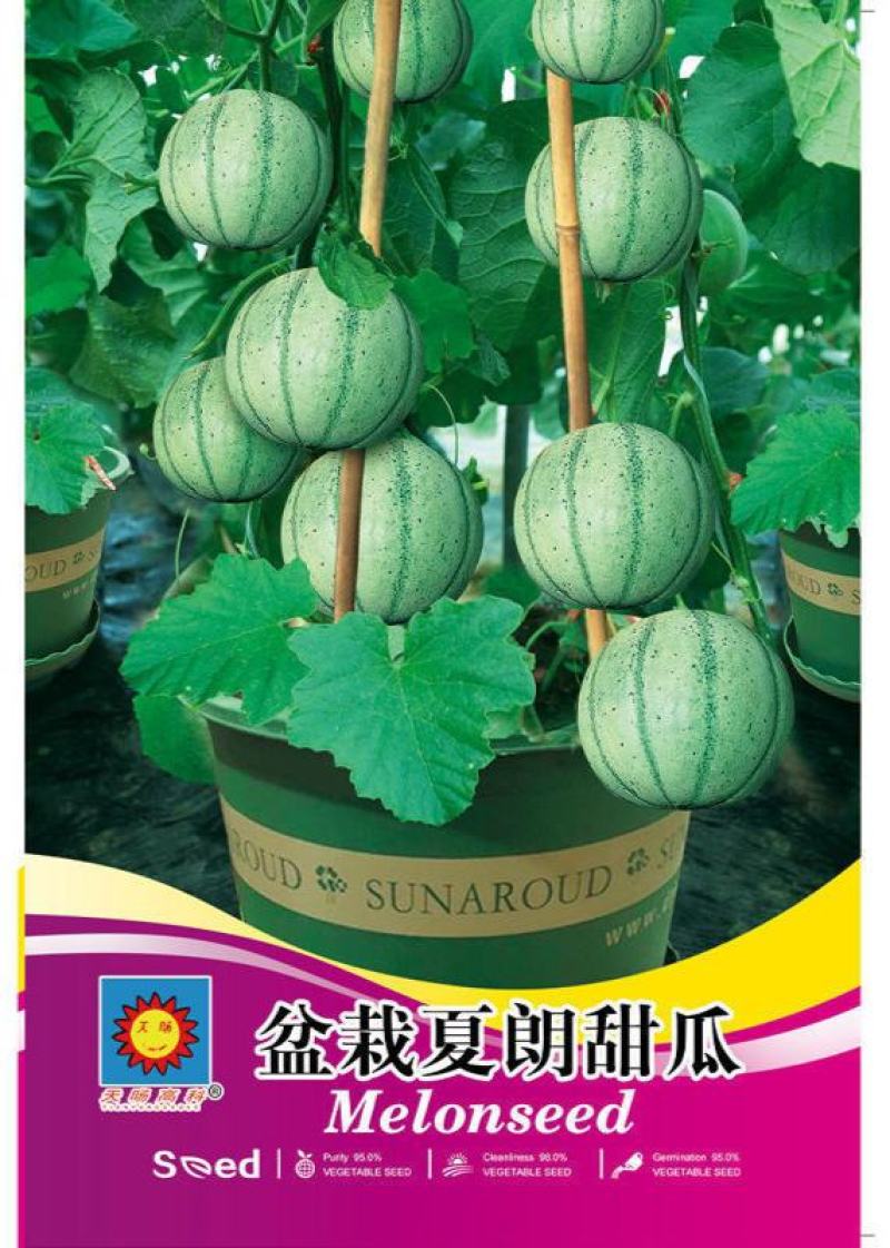 新品甜瓜种子法国夏朗德甜瓜种子进口高产水果种子阳台盆栽