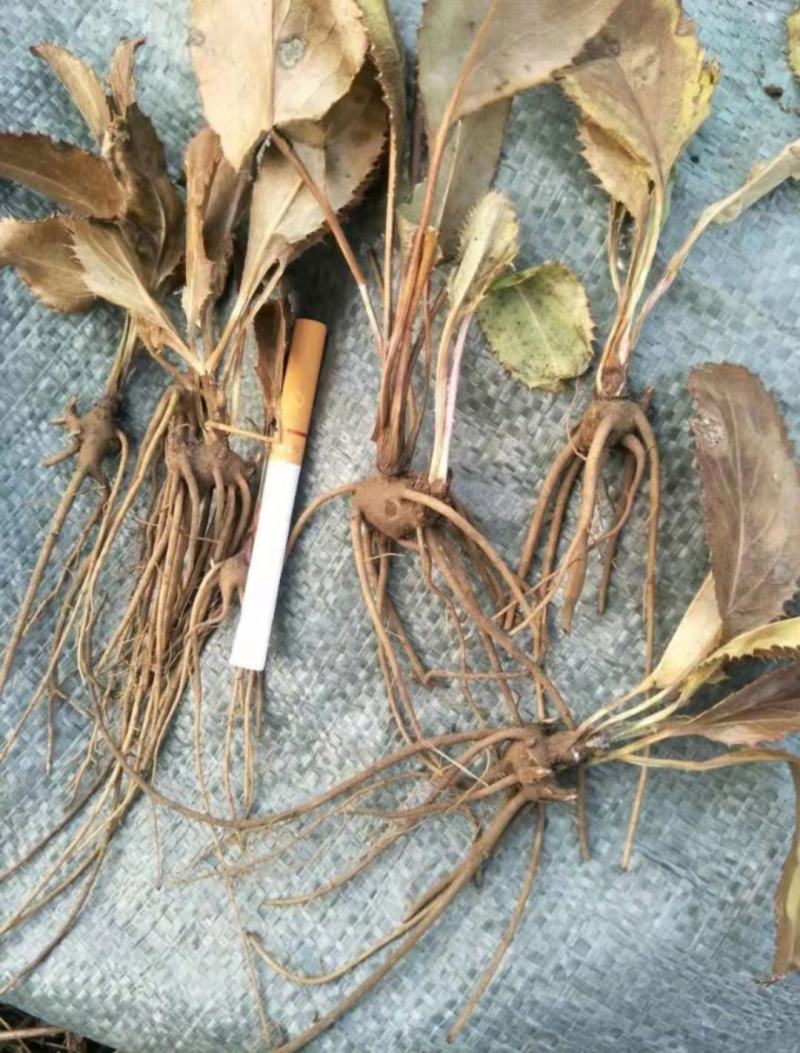 苍术苗苍术种苗朱砂点苍术苗一年苗二年苗规格齐全