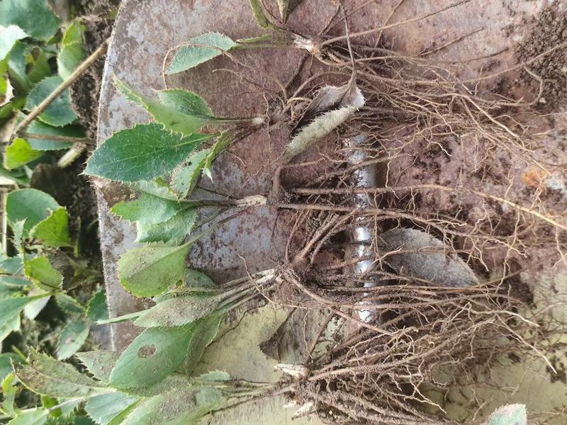 苍术苗苍术种苗朱砂点苍术苗一年苗二年苗规格齐全