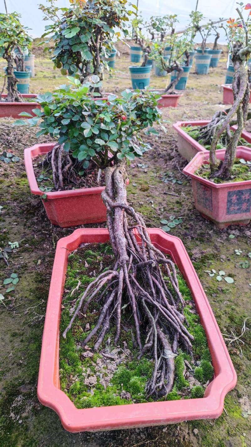 提根月季造型月季小古桩月季老棵月季月季盆景