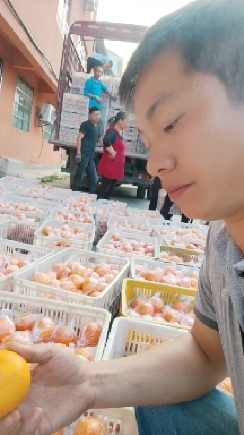 蜜桔四川精品蜜橘无核橘基地直采一手货源支持一件代发