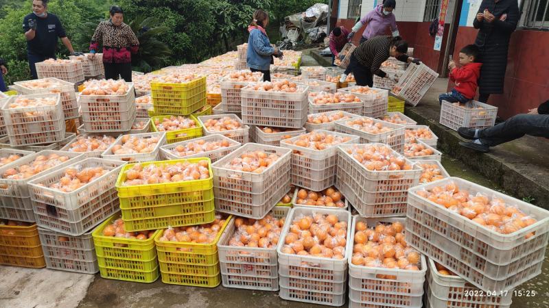 蜜桔四川精品蜜橘无核橘基地直采一手货源支持一件代发