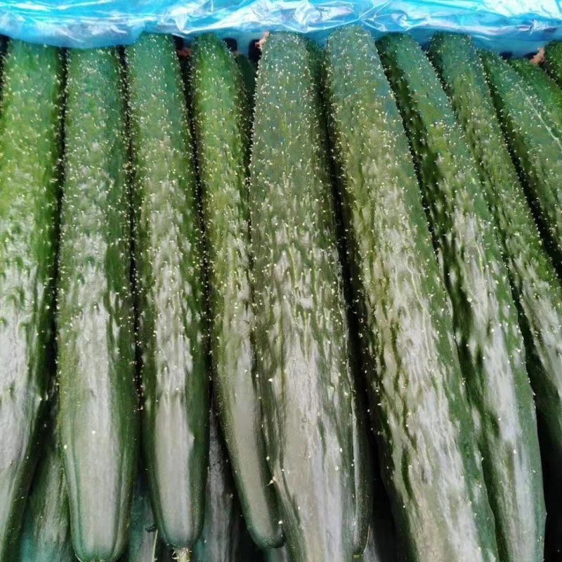 山东莘县黄瓜，电商拱应链，大量上市货源充足