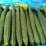 山东莘县黄瓜，电商拱应链，大量上市货源充足