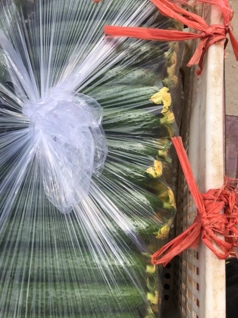 山东莘县黄瓜，电商拱应链，大量上市货源充足