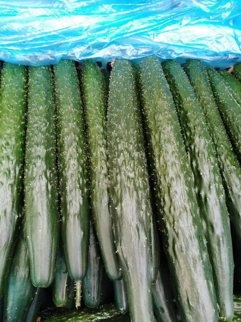 山东莘县黄瓜，电商拱应链，大量上市货源充足