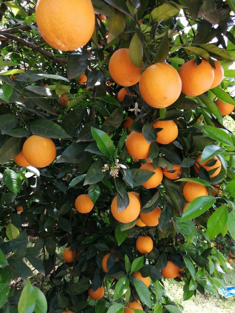 【橙子】精品夏橙，产地直供，皮薄个头大专业代办诚信经营