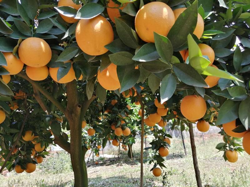 【橙子】精品夏橙，产地直供，皮薄个头大专业代办诚信经营