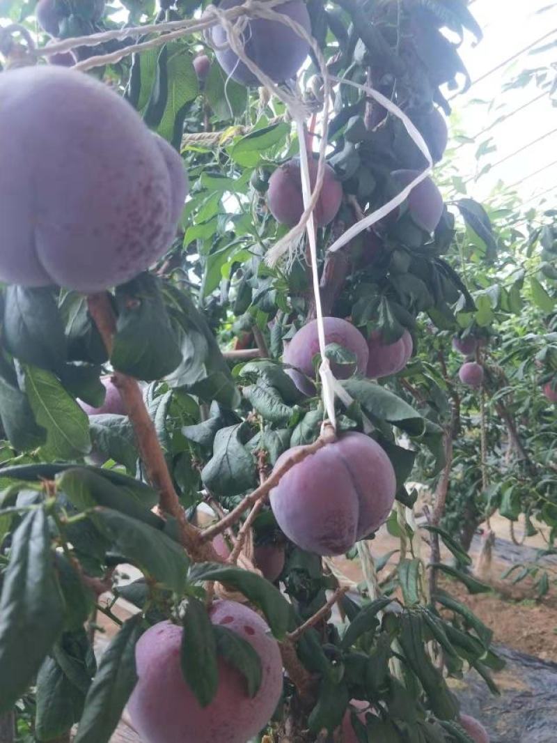 黑布林李子，产地直发，代办，代发，一手货源