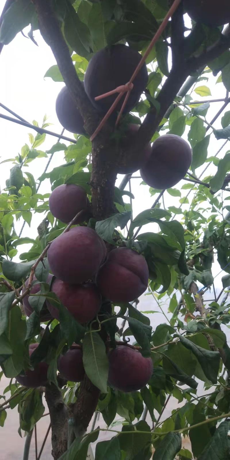 黑布林李子，产地直发，代办，代发，一手货源