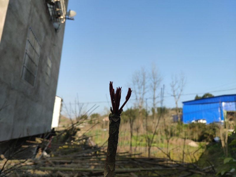 香椿苗四川大竹香椿苗中国香椿第一县基地供应树苗