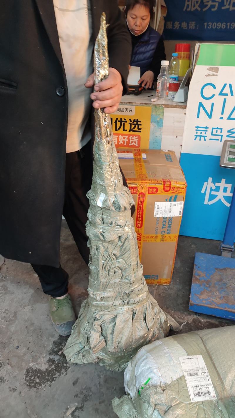 香椿苗四川大竹香椿苗中国香椿第一县基地供应树苗