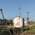 香椿苗四川大竹香椿苗中国香椿第一县基地供应树苗