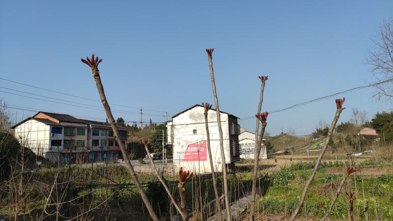 香椿苗四川大竹香椿苗中国香椿第一县基地供应树苗