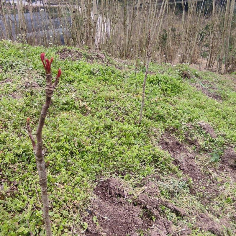 香椿苗四川大竹香椿苗中国香椿第一县基地供应树苗