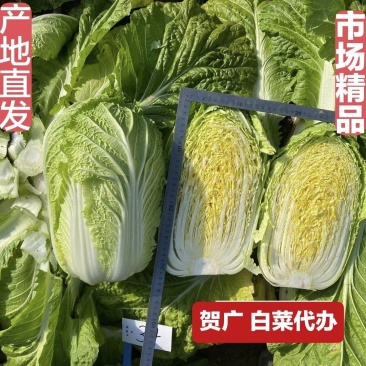 【精品】黄心菜黄心白菜今日价格产地一手货原市场货