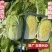【精品】黄心菜黄心白菜今日价格产地一手货原市场货