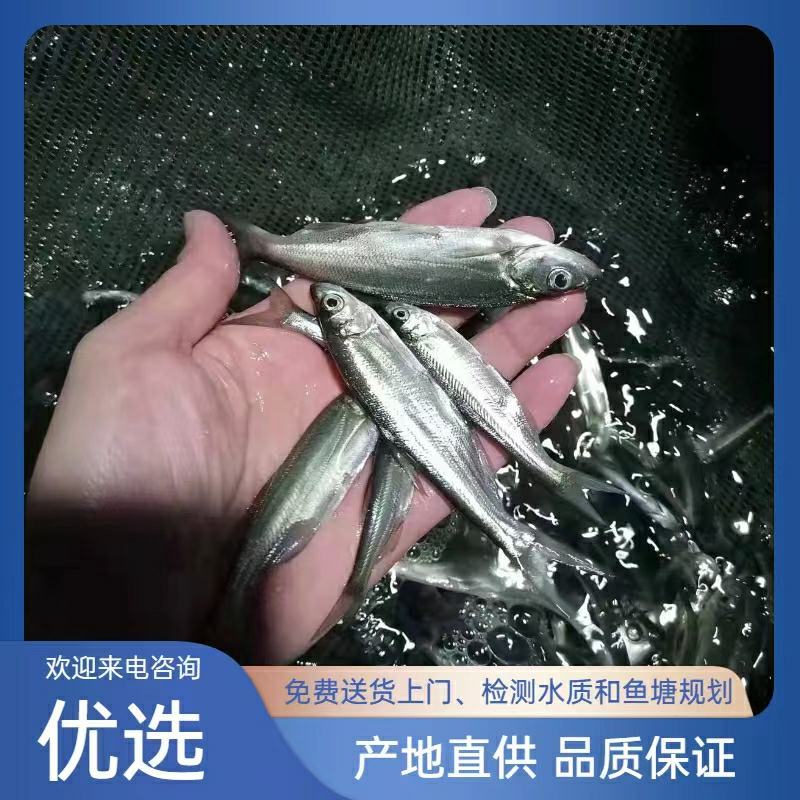 翘壳鱼苗，成长速度快，专车运输，量大从优