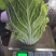 【精品】黄心菜黄心白菜今日价格产地一手货原市场货