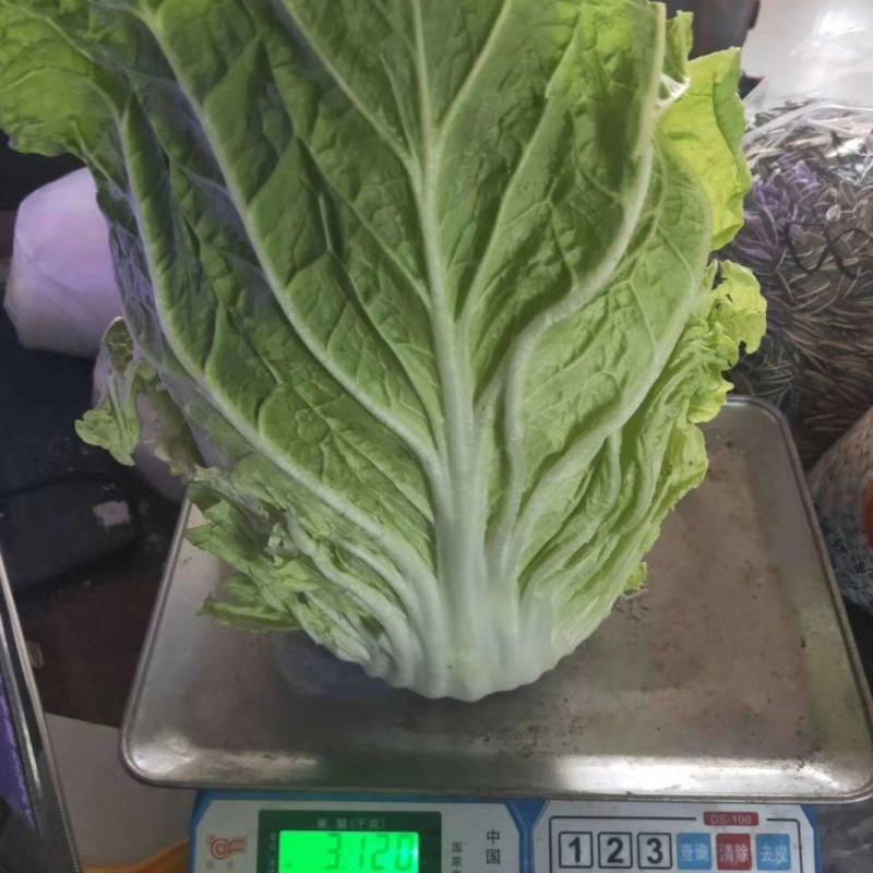 【精品】黄心菜黄心白菜今日价格产地一手货原市场货