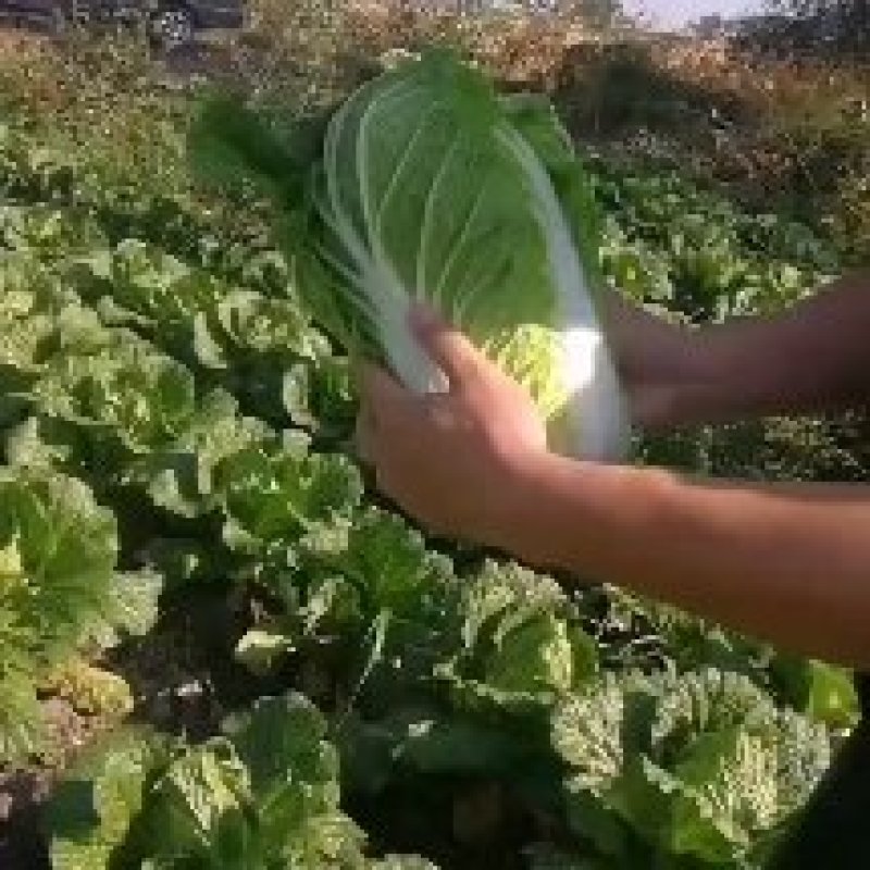 【精品】黄心菜黄心白菜今日价格产地一手货原市场货