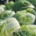 【精品】黄心菜黄心白菜今日价格产地一手货原市场货