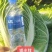 【精品】黄心菜黄心白菜今日价格产地一手货原市场货