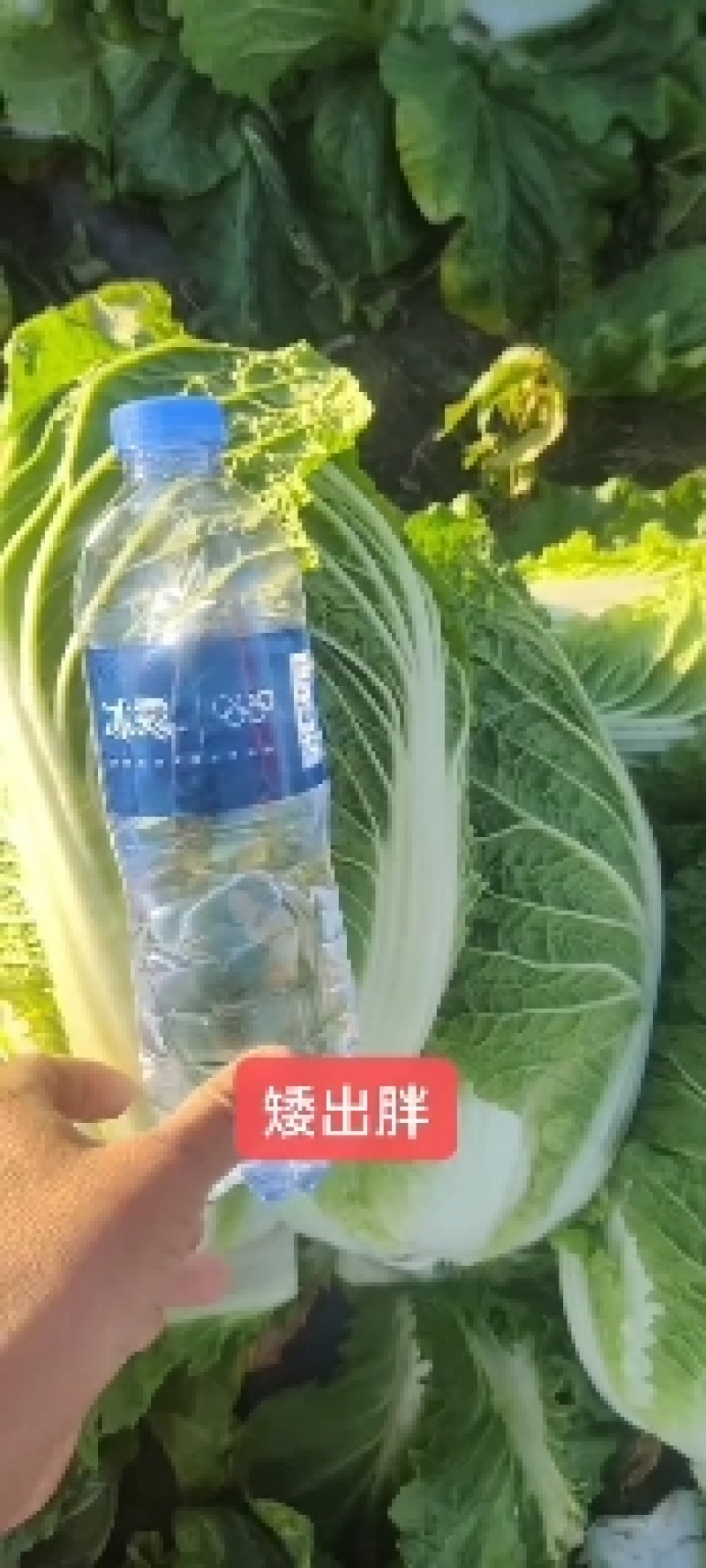 【精品】黄心菜黄心白菜今日价格产地一手货原市场货
