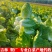 【精品】黄心菜黄心白菜今日价格产地一手货原市场货