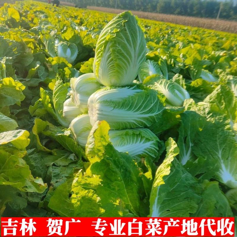 【精品】黄心菜黄心白菜今日价格产地一手货原市场货