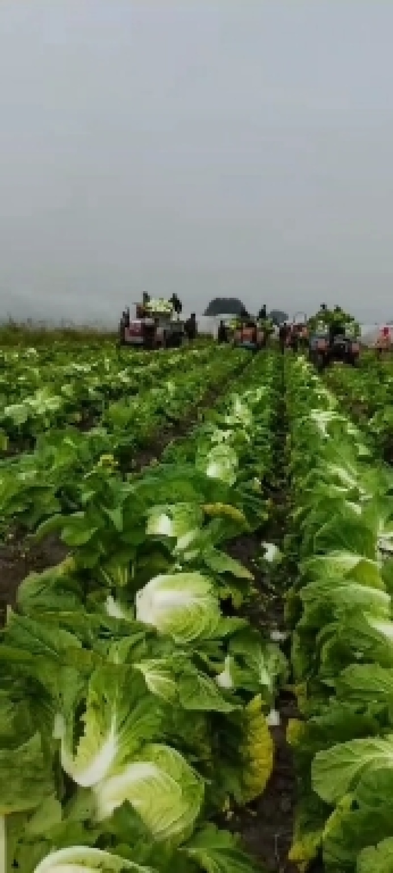 【精品】黄心菜黄心白菜今日价格产地一手货原市场货