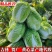 【精品】黄心菜黄心白菜今日价格产地一手货原市场货