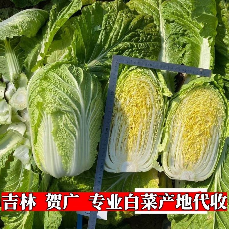 【精品】黄心菜黄心白菜今日价格产地一手货原市场货