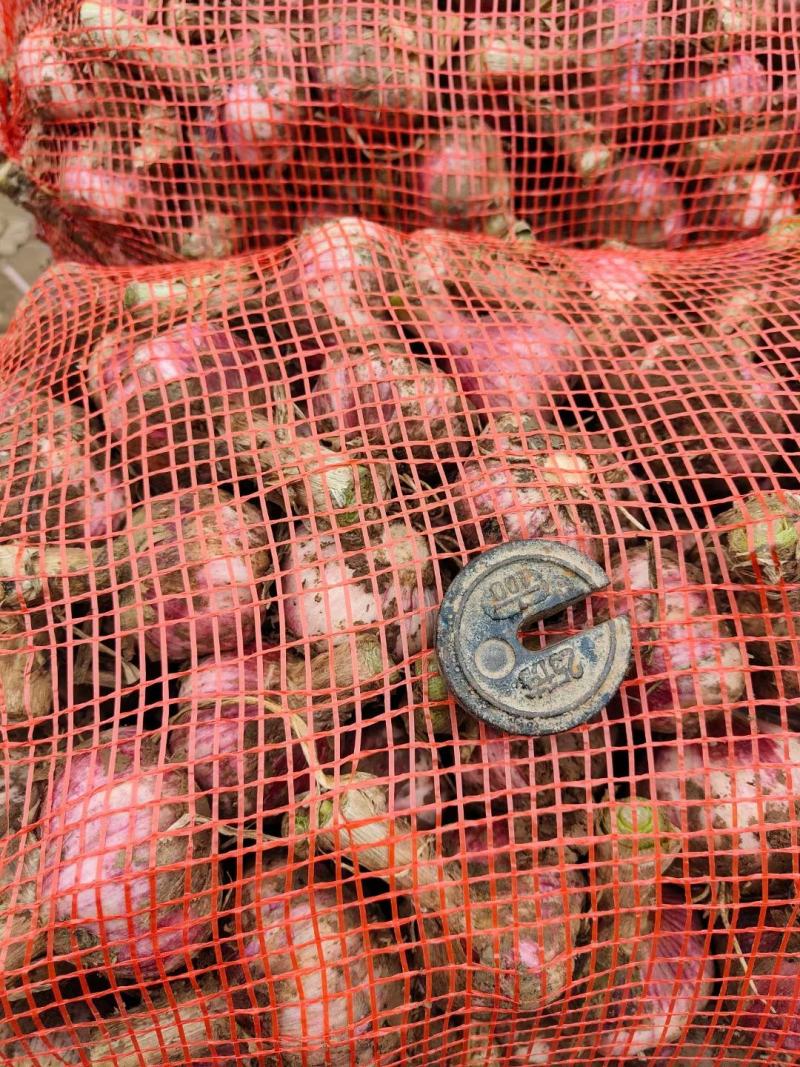 河南新鲜大蒜，紫皮大蒜，成熟度高，供应加工厂市场电商超市