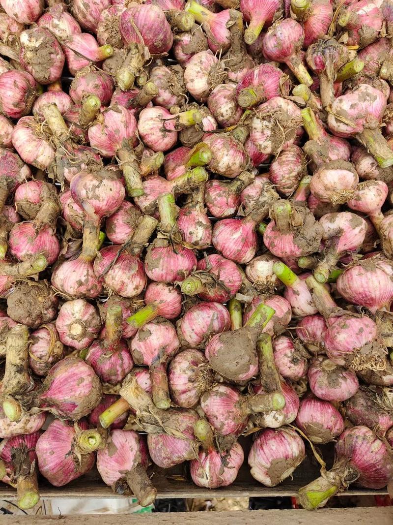河南新鲜大蒜，紫皮大蒜，成熟度高，供应加工厂市场电商超市