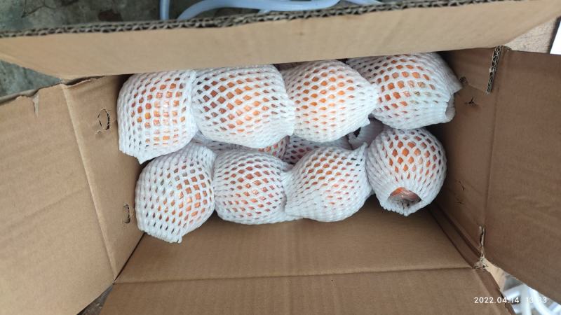 蜜橘无核橘四川达州精品蜜橘子基地直发专车一件代发