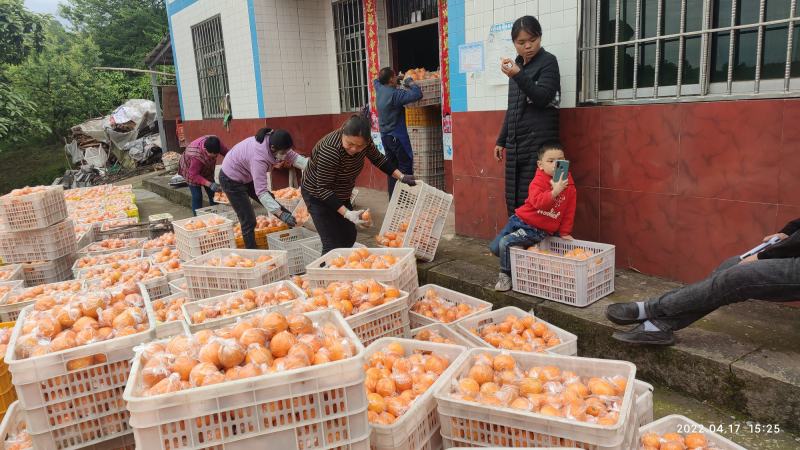 蜜橘无核橘四川达州精品蜜橘子基地直发专车一件代发