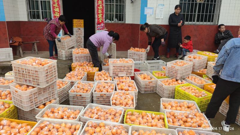 蜜橘无核橘四川达州精品蜜橘子基地直发专车一件代发
