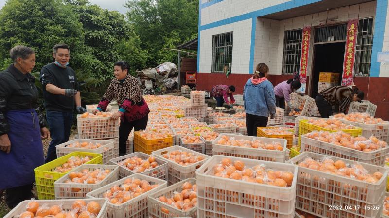蜜橘无核橘四川达州精品蜜橘子基地直发专车一件代发