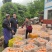 蜜橘无核橘四川达州精品蜜橘子基地直发专车一件代发