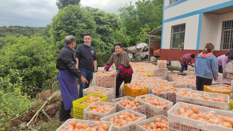 蜜橘无核橘四川达州精品蜜橘子基地直发专车一件代发