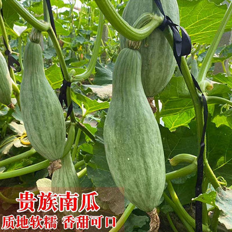贵族南瓜种子新疆丑瓜新奇特板栗味稀有高产四季大田菜园蔬菜