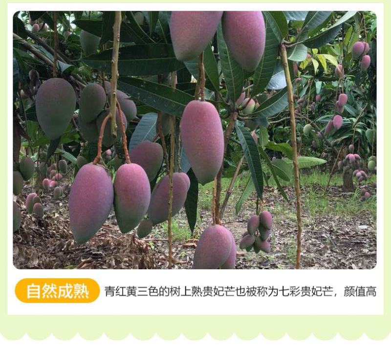 海南贵妃芒果红金龙小贵妃芒果应季热带新鲜水果一整箱批发