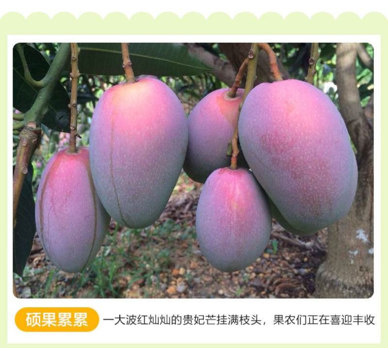 海南贵妃芒果红金龙小贵妃芒果应季热带新鲜水果一整箱批发