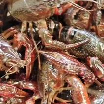 淡水小龙虾，小红，规格硬，长期供应大小市场，餐饮店