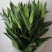 荷兰百合西伯利亚多头索尔邦香水百合海宁基地直发